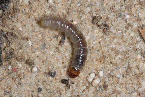 Réf. 255 684 : Hofmannophila pseudospretella